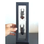 Cornice espositiva NIMBUS 265 Nera Lindner 9